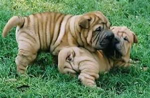 sharpei